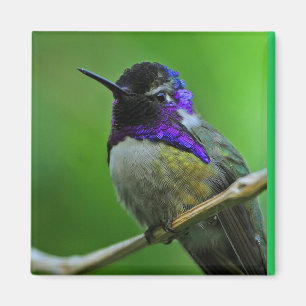 Hummingbird Magnet