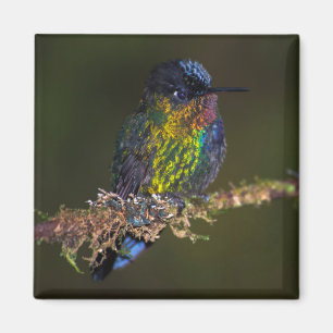 Hummingbird Magnet