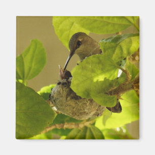 Hummingbird Magnet