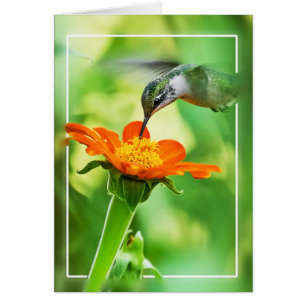 Hummingbird Meal On the Fly