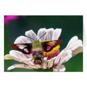Hummingbird Moth