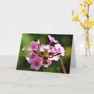 Hummingbird Moth Blank Greeting Card