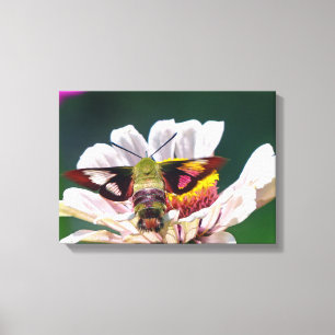 Hummingbird Moth Canvas Print