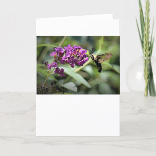 Hummingbird Moth, card