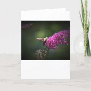 Hummingbird Moth, card