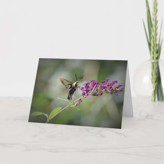 Hummingbird Moth, card (Front)