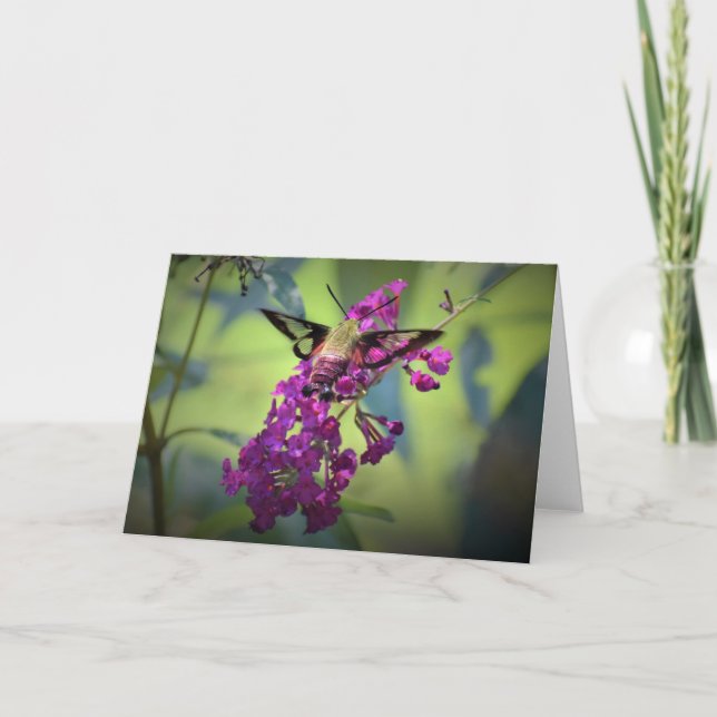 Hummingbird Moth, card (Front)