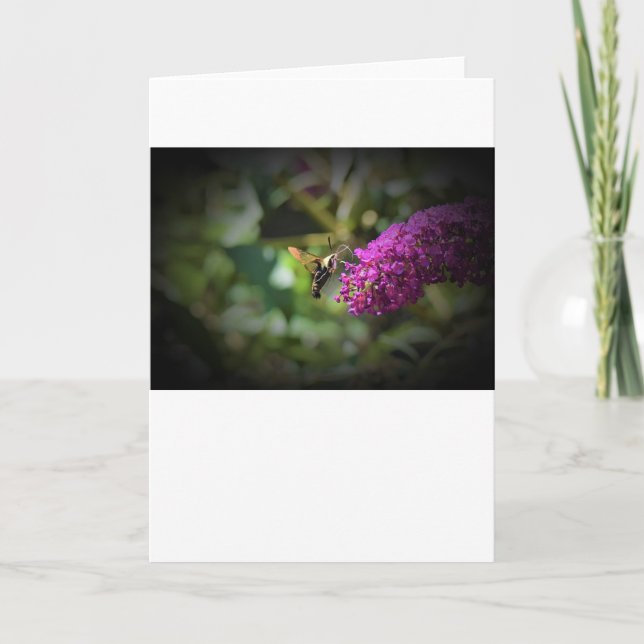 Hummingbird Moth, card (Front)