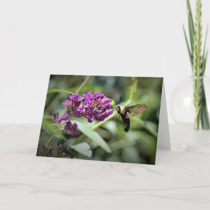 Hummingbird Moth, card