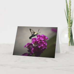 Hummingbird Moth, card