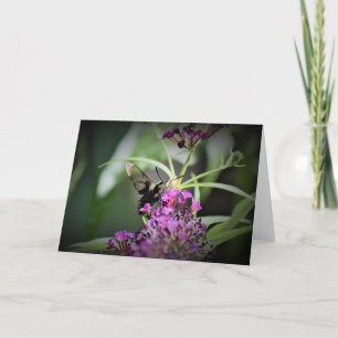 Hummingbird Moth, card