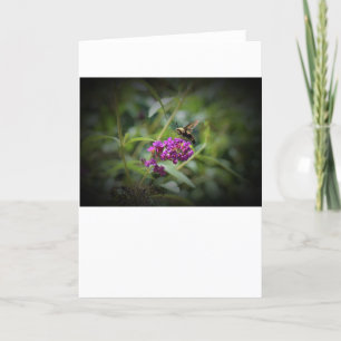 Hummingbird Moth, card