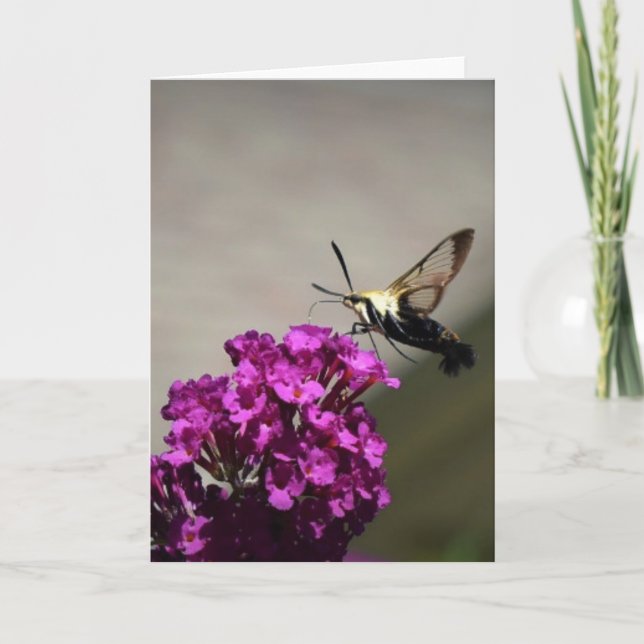 Hummingbird Moth, card (Front)