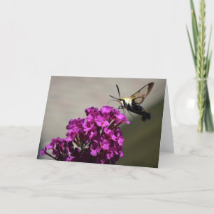 Hummingbird Moth, card
