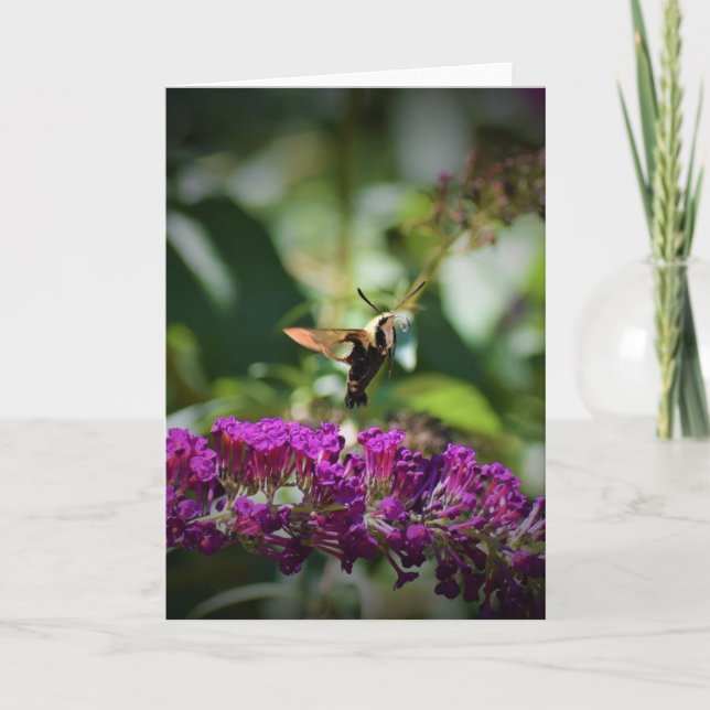 Hummingbird Moth, card (Front)