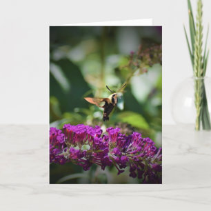 Hummingbird Moth, card