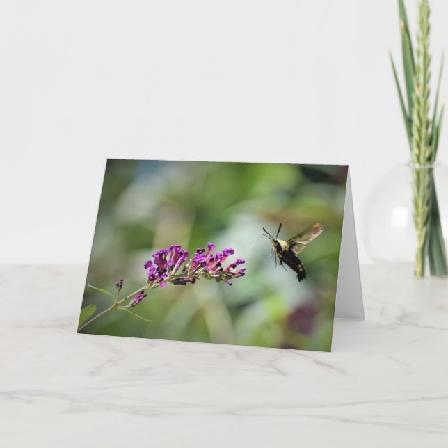 Hummingbird Moth, card (Front)