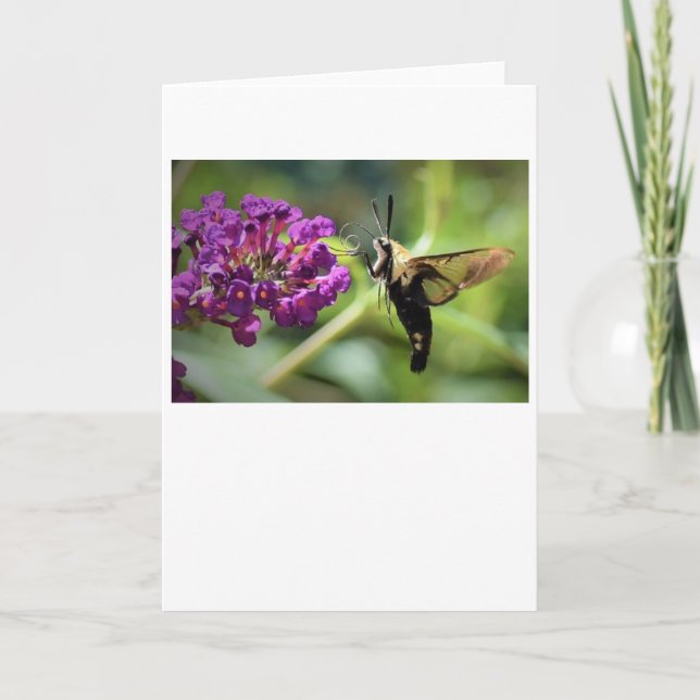 Hummingbird Moth, card (Front)