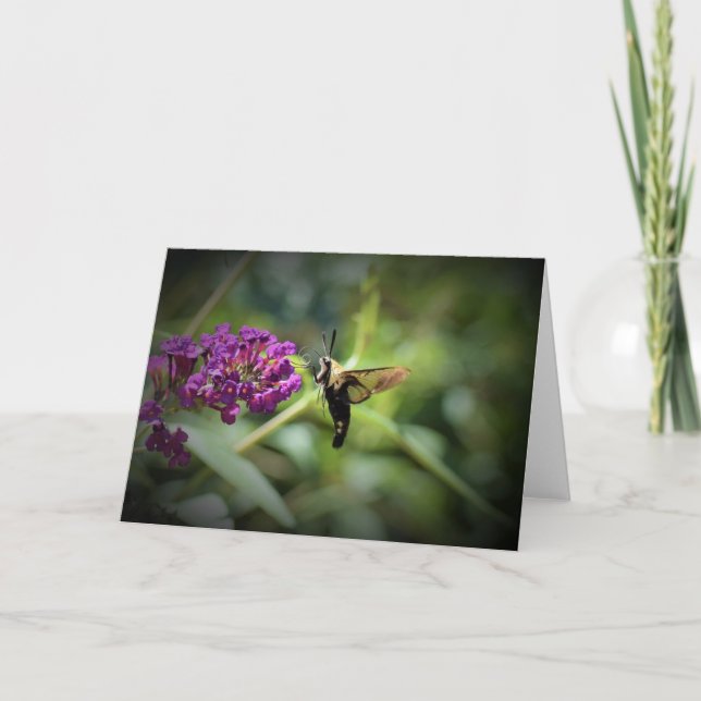 Hummingbird Moth, card (Front)
