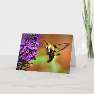 Hummingbird Moth, card