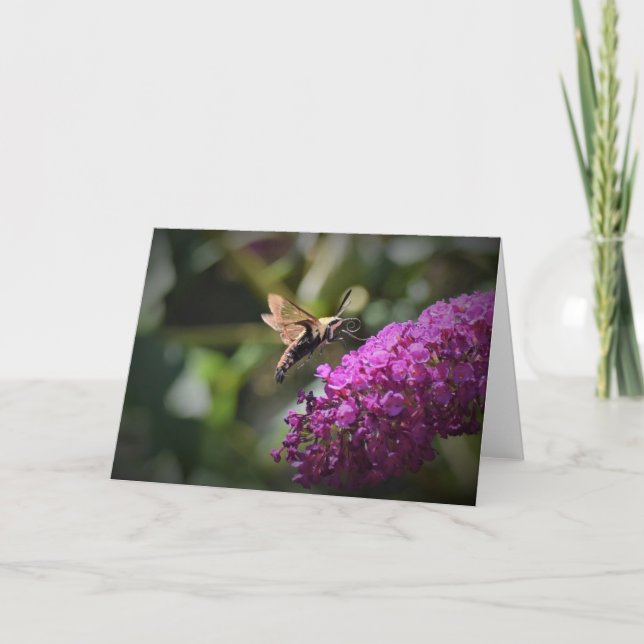 Hummingbird Moth, card (Front)