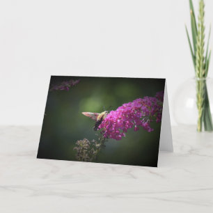 Hummingbird Moth, card