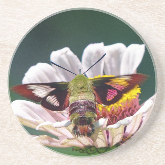 Hummingbird Moth Coaster (Front)