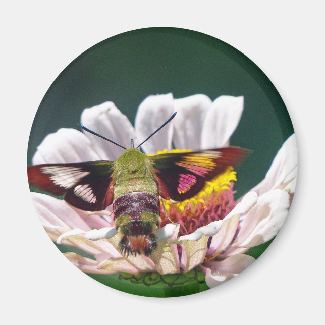 Hummingbird Moth Magnet (Front)