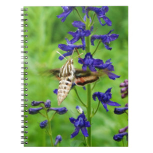 Hummingbird moth notebook
