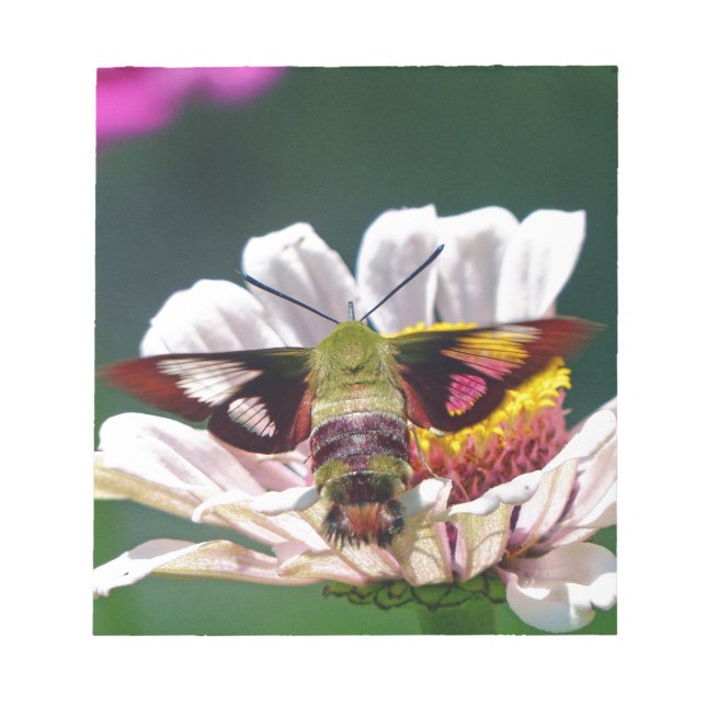 Hummingbird Moth Notepad (Front)