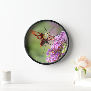 Hummingbird Moth on a Butterfly Bush Clock