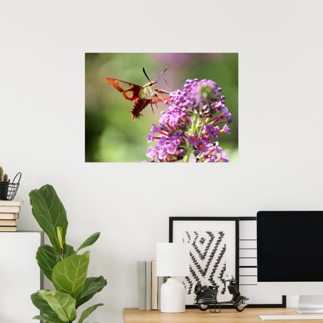 Hummingbird Moth on a Butterfly Bush  Poster (Home Office)