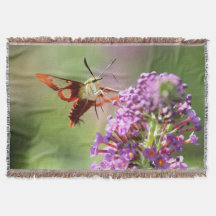 Hummingbird Moth on a Butterfly Bush