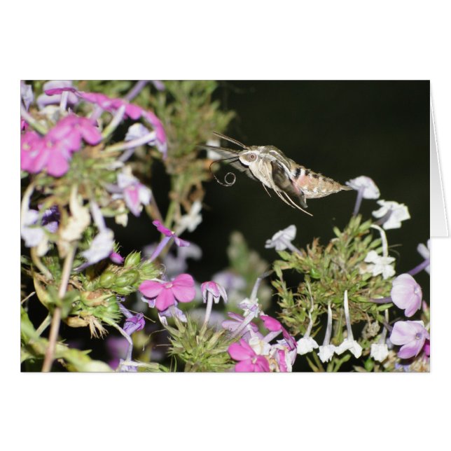 Hummingbird Moth & Phlox (Front Horizontal)
