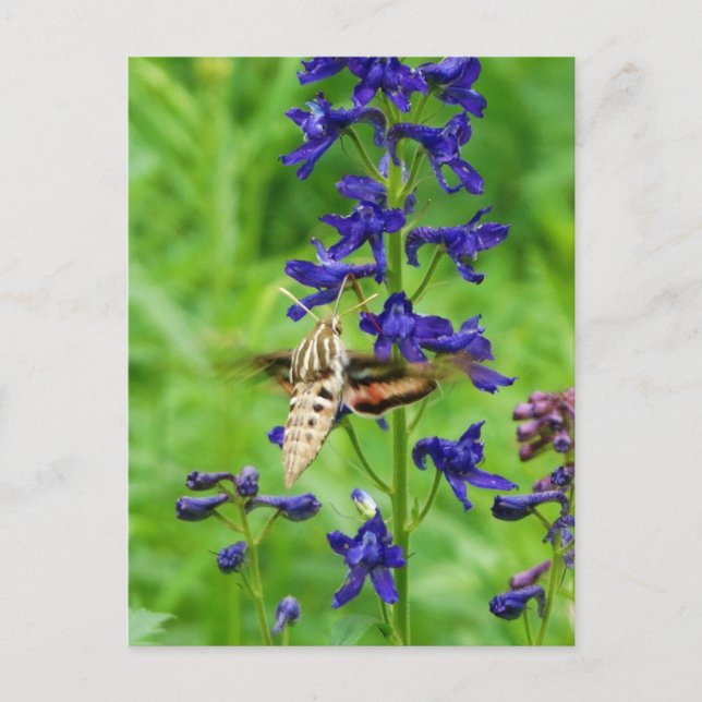 Hummingbird moth postcard (Front)