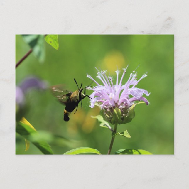 Hummingbird Moth Postcard (Front)