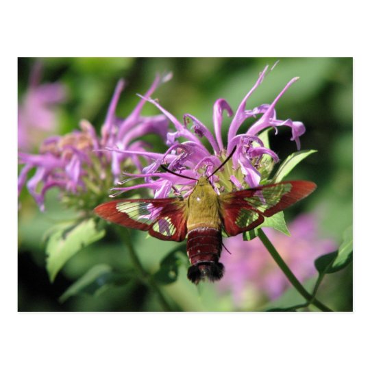 Hummingbird Moth Postcard