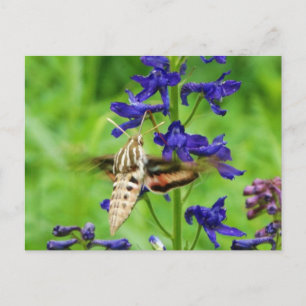 Hummingbird moth postcard