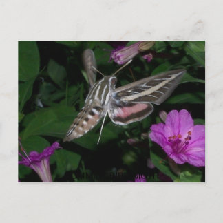 HUMMINGBIRD MOTH POSTCARD 2