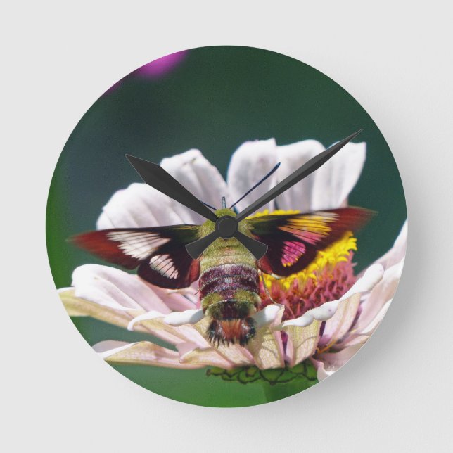 Hummingbird Moth Round Clock (Front)
