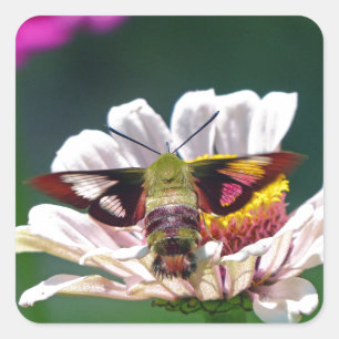 Hummingbird Moth Square Sticker