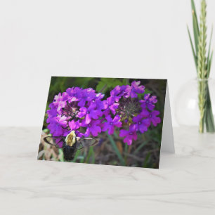 Hummingbird Moth & Verbena, card