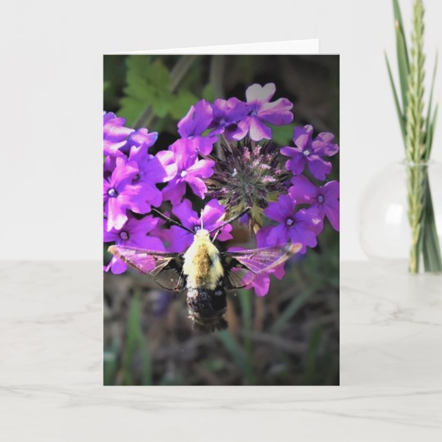 Hummingbird Moth & Verbena, card (Front)