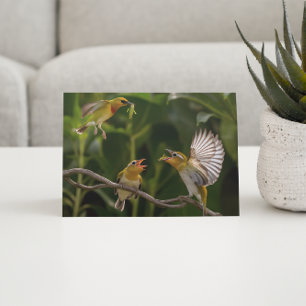 Hummingbird Mother elegantly perched  Postcard