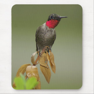 Hummingbird Mouse Mat