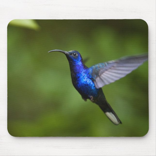 HUMMINGBIRD MOUSE PAD (Front)