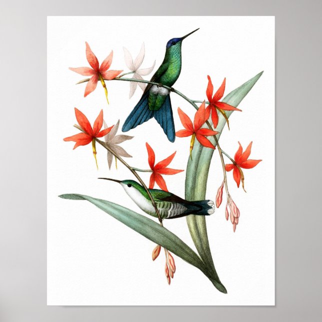 Hummingbird No.12 Antique bird Poster Print. (Front)
