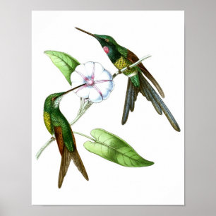 Hummingbird No.4 Antique Natural History Print. Poster