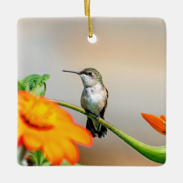 Hummingbird on a flowering plant ceramic ornament (Front)