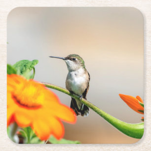Hummingbird on a flowering plant square paper coaster